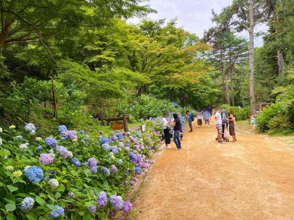 神戸森林植物園のあじさい園に咲き乱れる紫陽花たち