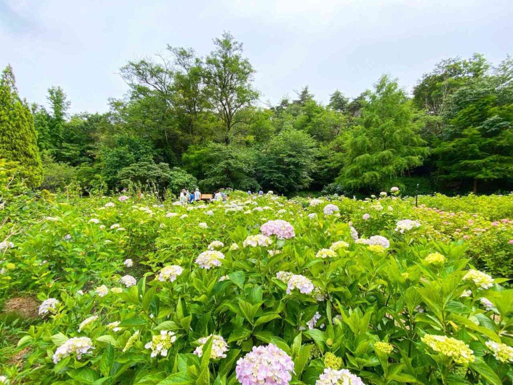 神戸森林植物園の西洋あじさい園の写真