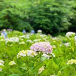 神戸森林植物園の西洋あじさい園の写真
