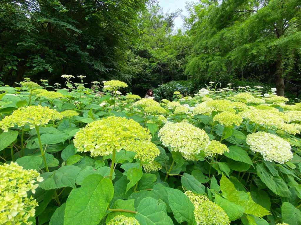 神戸森林植物園の西洋あじさい園に咲くアナベル