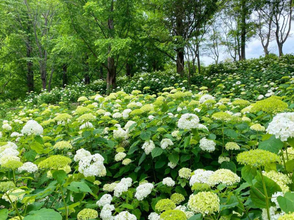 神戸森林植物園のあじさいの小径に咲くアナベル