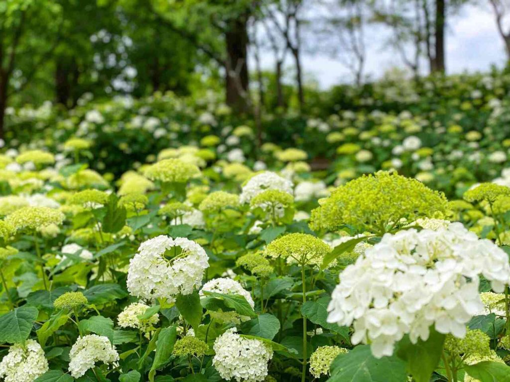 神戸森林植物園のあじさいの小径に咲くアナベル