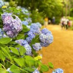 神戸森林植物園のあじさい園に咲き乱れる紫陽花たち