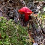 嶽の森山 自生する赤いキノコ