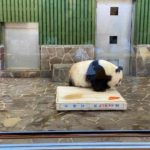 王子動物園のパンダのタンタン