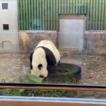 王子動物園のパンダのタンタン