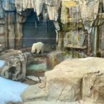 王子動物園のシロクマ