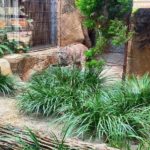 王子動物園のオオヤマネコ