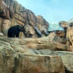 王子動物園のヒグマ