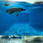 王子動物園のペンギン水槽